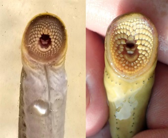 Lamprey-mouths-blog Lamprey mouths