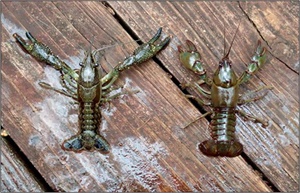 LC CAMN crayfish Crayfish at Lorance Creek Natural Area