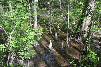 tree knees swamp