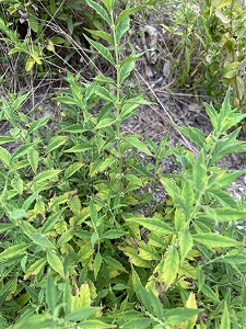 Lycopus-glandulosus-Jim-Keesling-enews3 Golden-gland Bugleweed