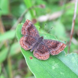 northern metalmark butterfly