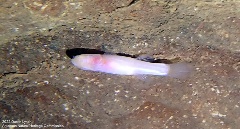 Ozark Cavefish Logan Cave
