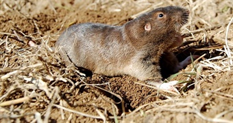 ozarkpocketgopher_Matt Connior Ozark Pocket Gopher
