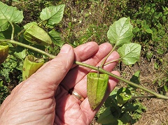 Physalis-macrosperma-Jim-Keesling-enews Sandhill Ground-cherry