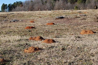 pocketgophermounds_Matt Connior Pocket Gopher Mounds