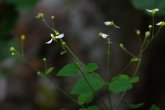Polymnia-cossatotensis-Paul-Barnard-enews Cossatot Leafcup