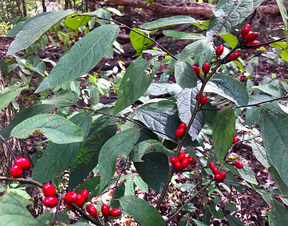 Historical Records Could Help Endangered Pondberry