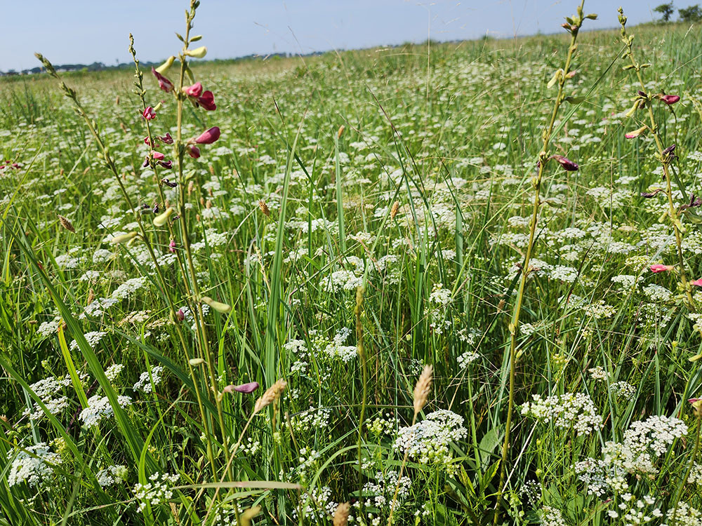 Looking back - 50 years of natural areas