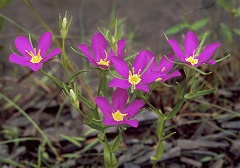 Sabatia-arkansana-John-Pelton-enews Pelton's Rose-gentian