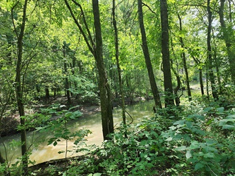 Singer Forest Natural Area enews Singer Forest