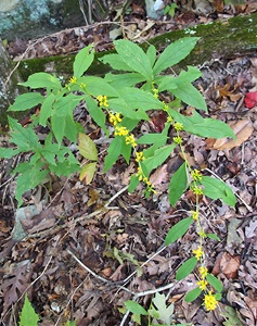 Solidago-ouachitensis-Brent-Baker-enews Ouachita Goldenrod