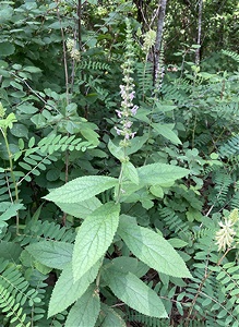 Stachys-iltisii-Theo-Witsell-enews Ouachita Hedge-nettle