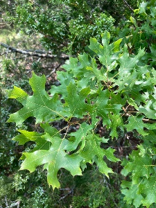 Maple leaf oak Maple leaf oak