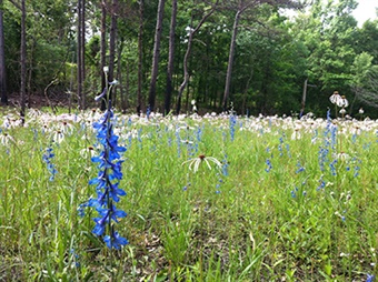 Terre Noire Natural Area 50th Staff Terre Noire Natural Area