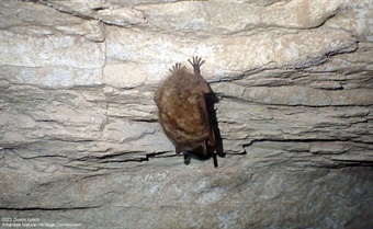 Tricolored Bat Hell Creek Cave
