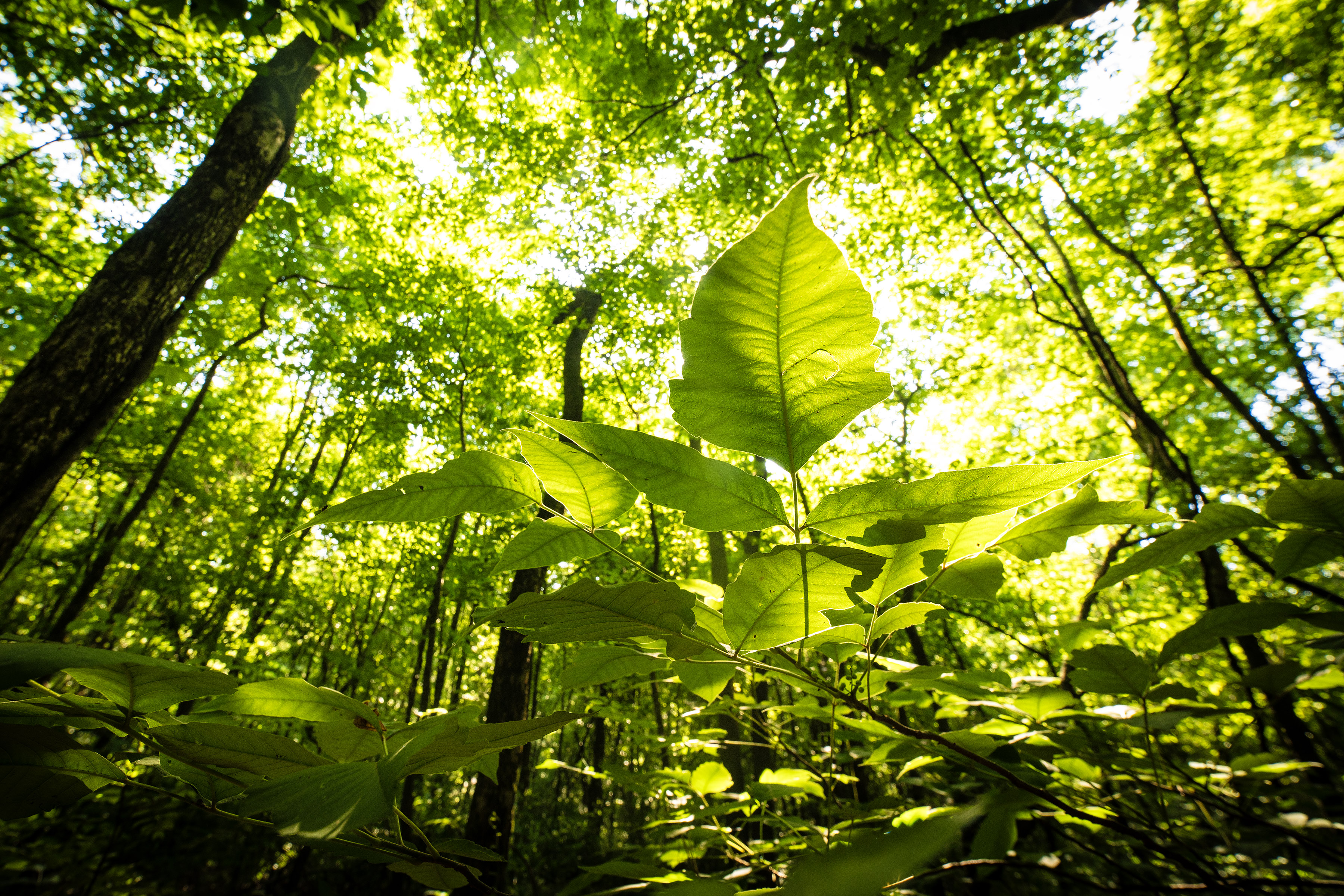 Singer Forest Natural Area: Arkansas’ First Natural Area