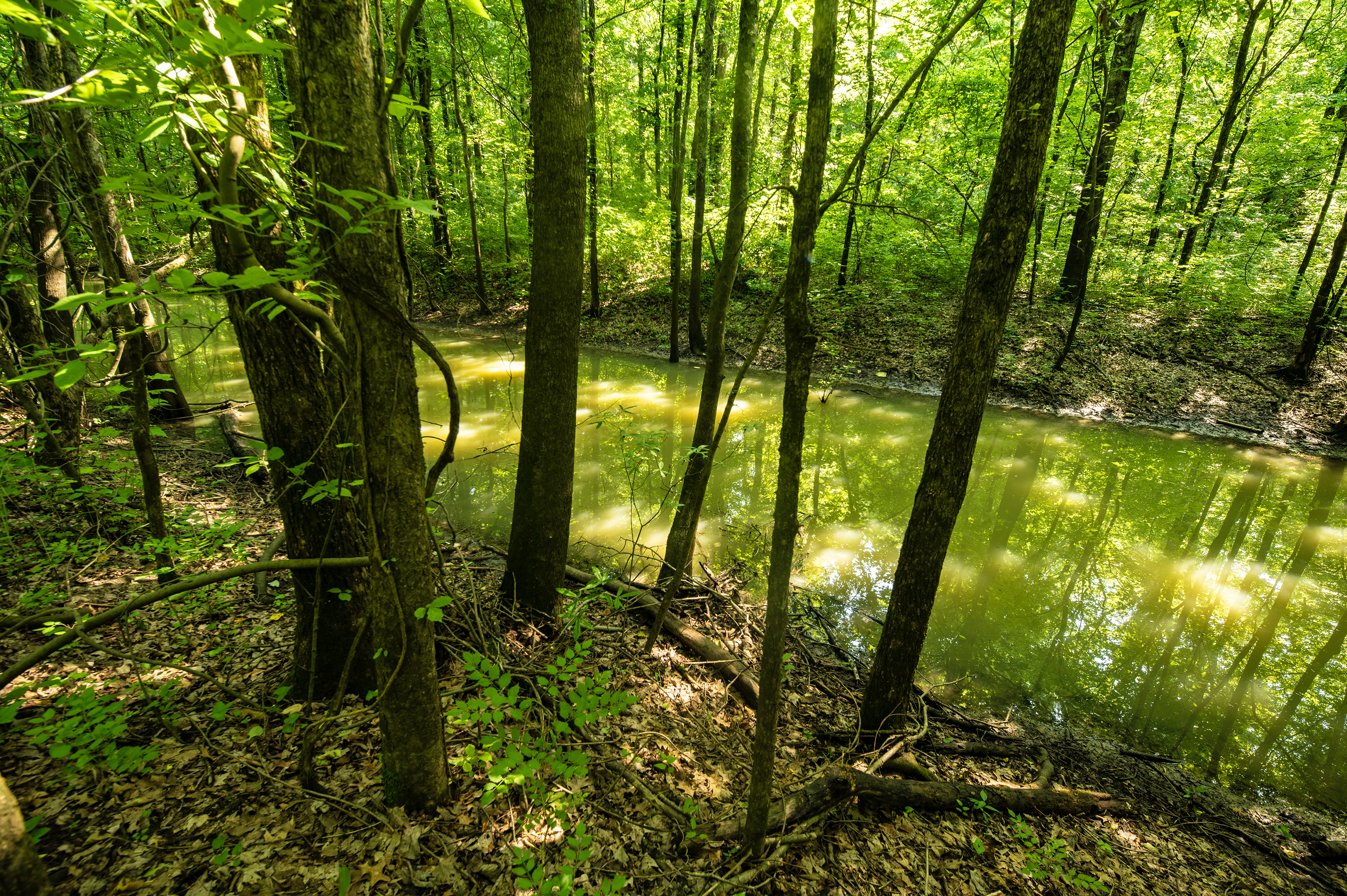 Singer Forest Natural Area