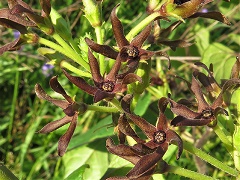 Matelea-hirtelliflora-Jim-Keesling-enews Hairy-faced Spiny Pod