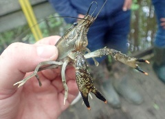 Ouachita River Crayfish Lorance Creek