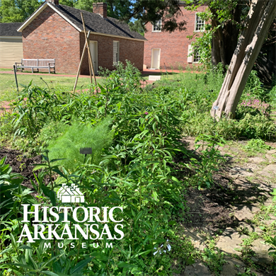 Historic Arkansas Museum's Mary Fletcher Worthen Medicinal Herb Garden: A History