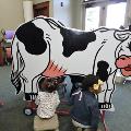 littlegirlsmilkingapretendcow
