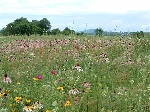 Baker Prairie Natural Area