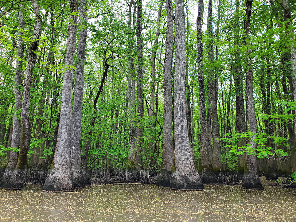 Benson Creek Natural Area