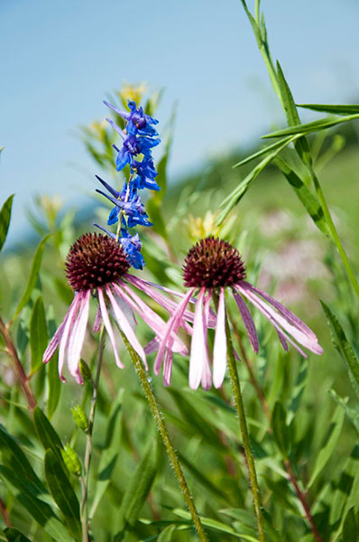 Baker Prairie Natural Area