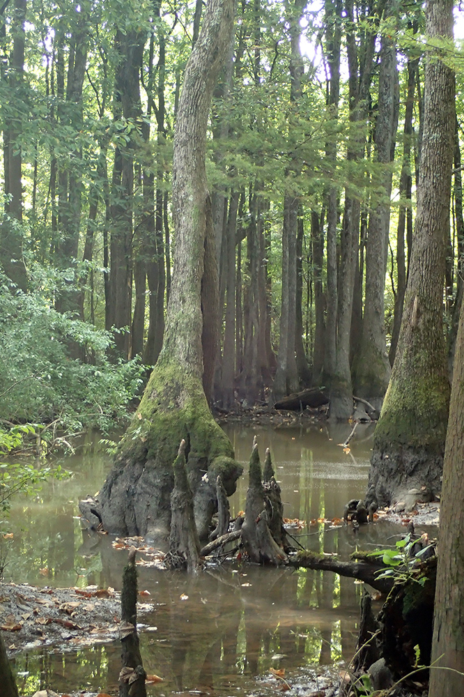 Benson Creek Natural Area