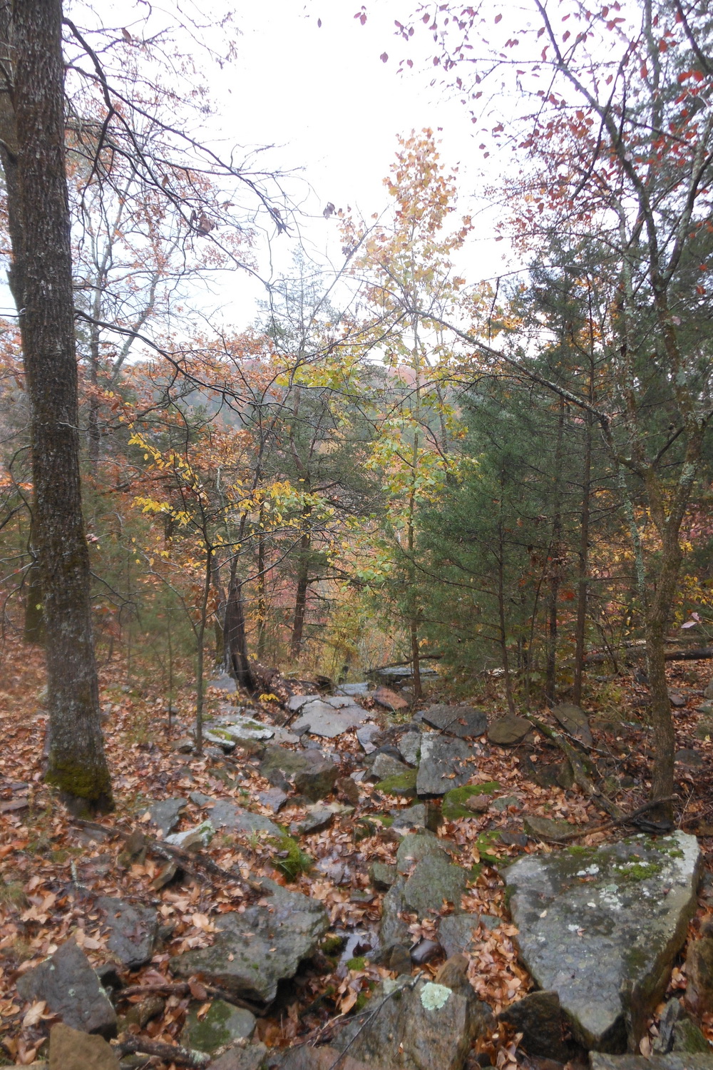 Big Creek Natural Area