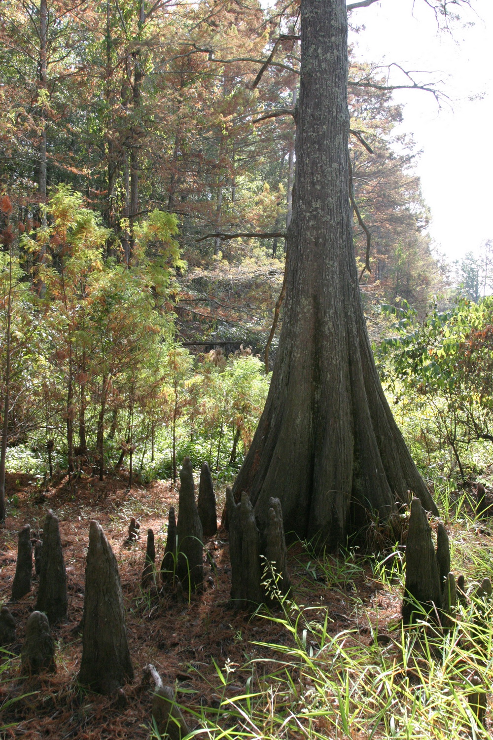 Byrd Lake Natural Area