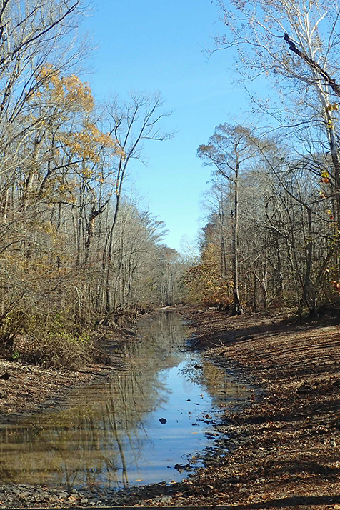 Cache River Natural Area