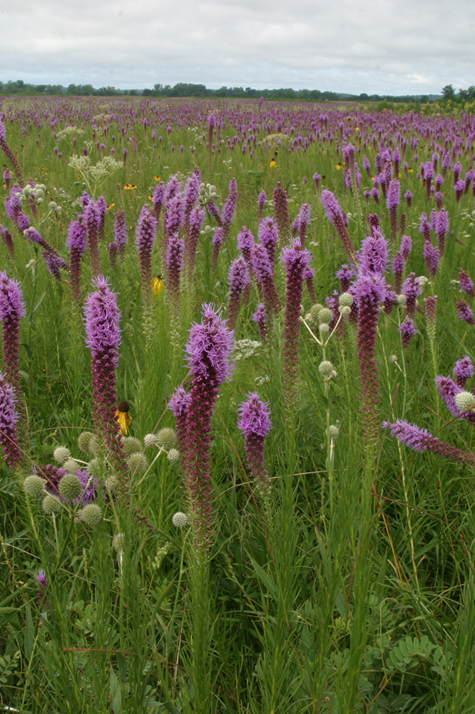 Cherokee Prairie Natural Area