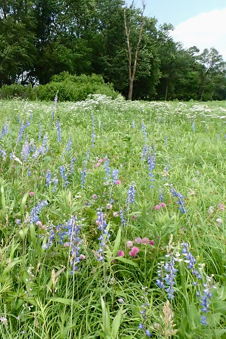 Chesney Prairie Natural Area