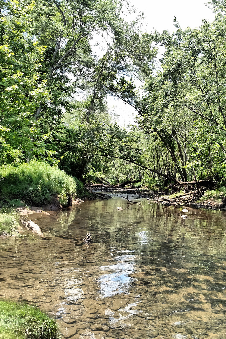 Cow Shoals Riverfront Forest Natural Area