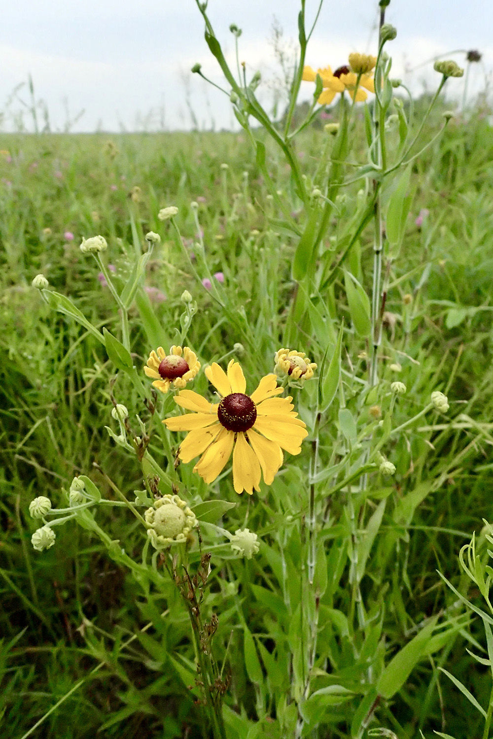 Downs Prairie Natural Area