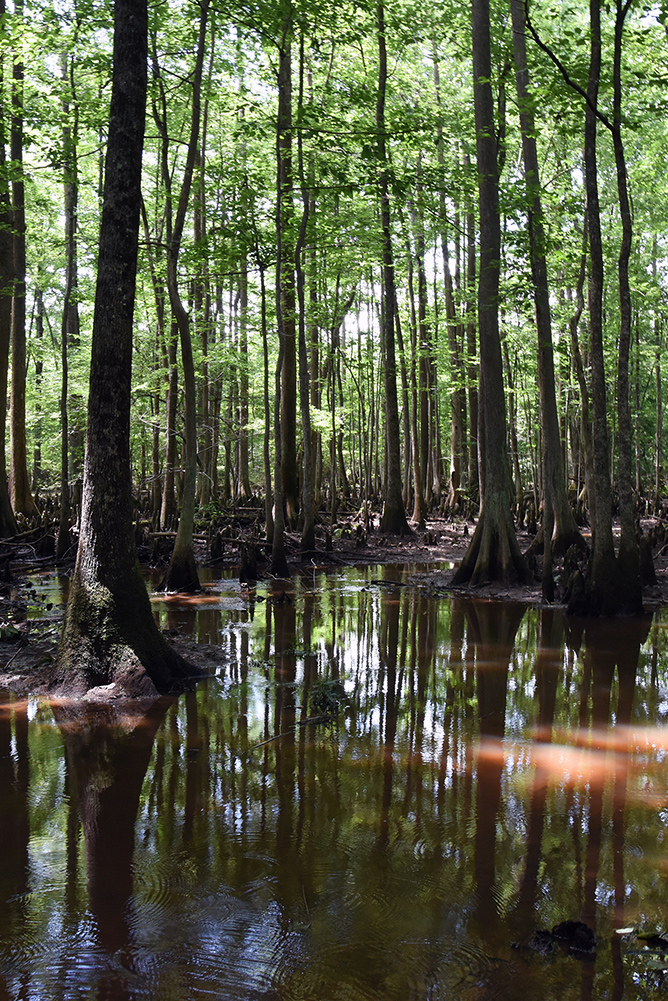 Falcon Bottoms Natural Area