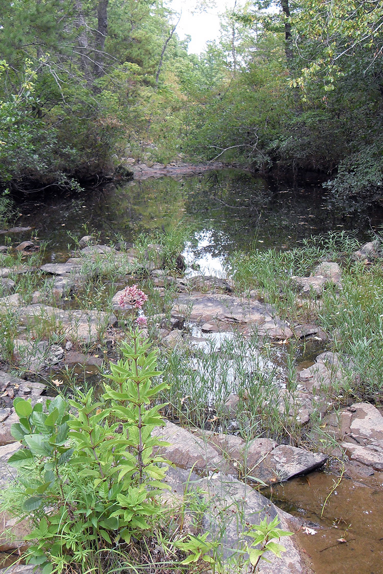 Fernwood Seep Natural Area