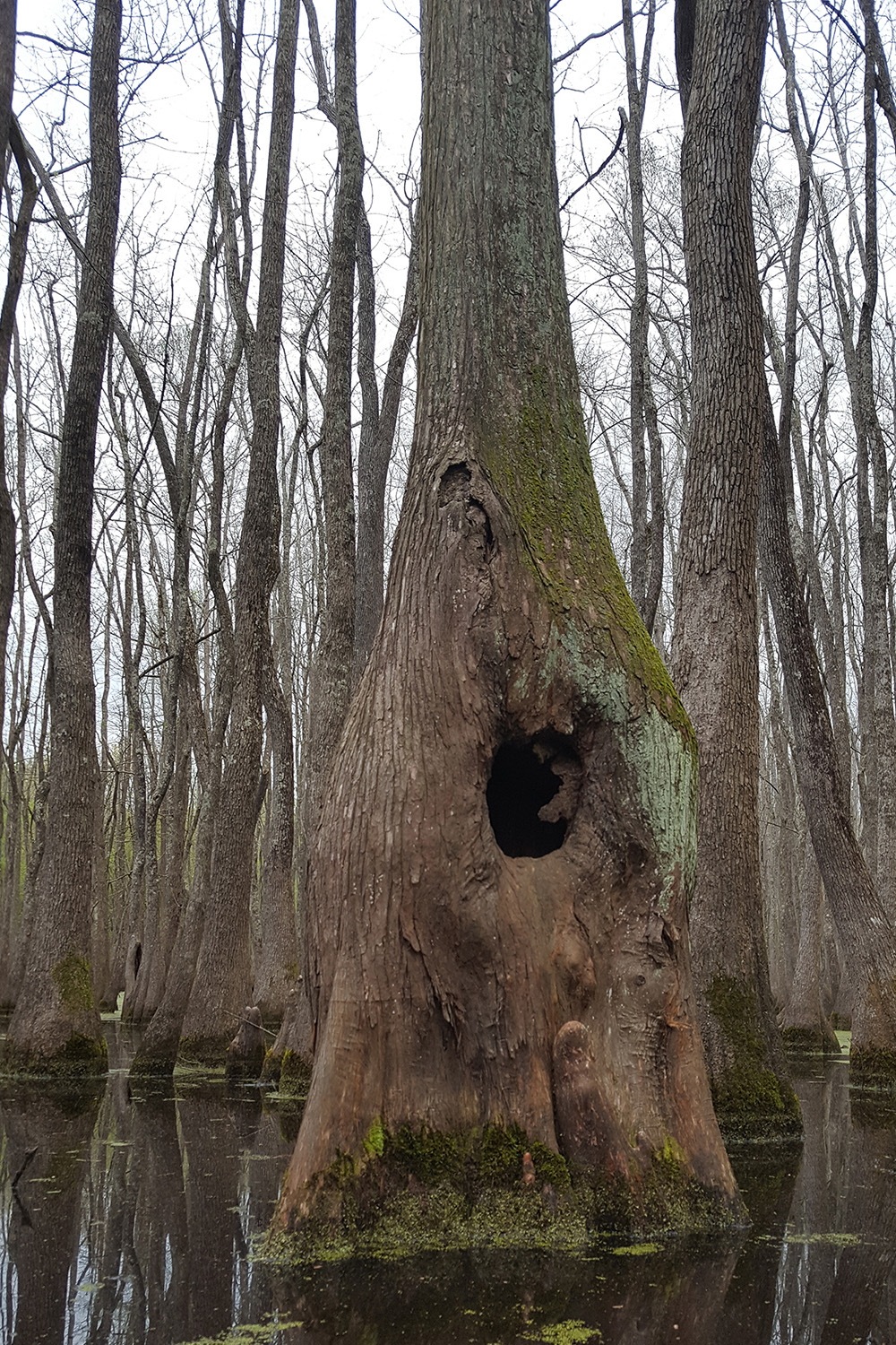 Goose Pond Natural Area