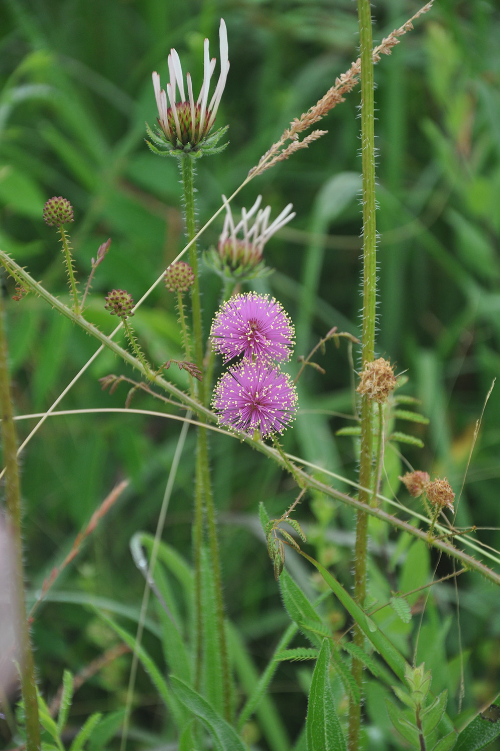 H. E. Flanagan Prairie Natural Area