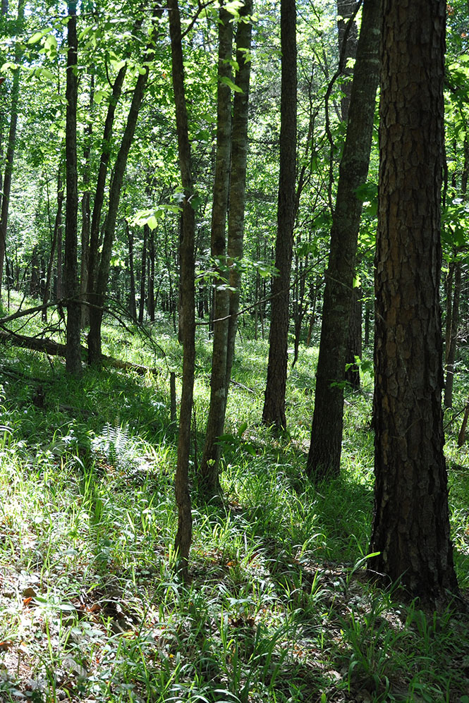 Iron Mountain Natural Area