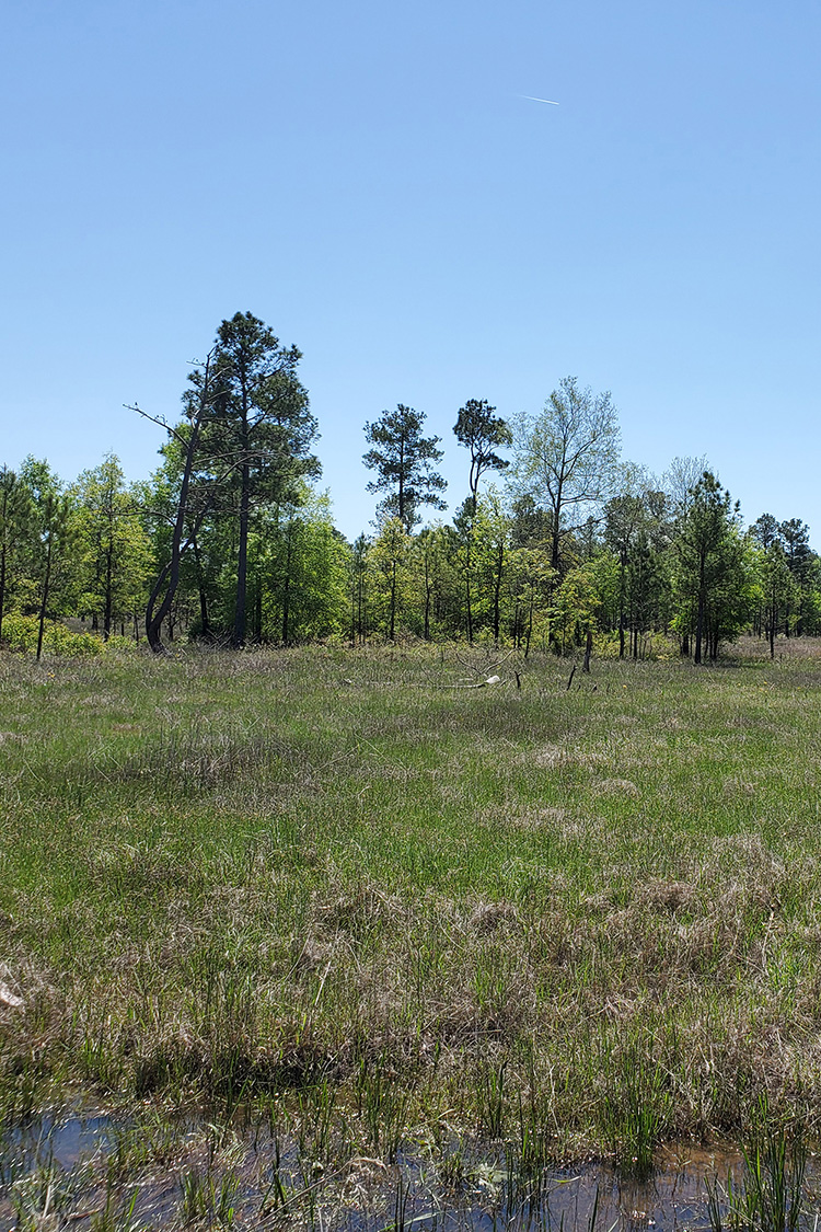 Kingsland Prairie Natural Area