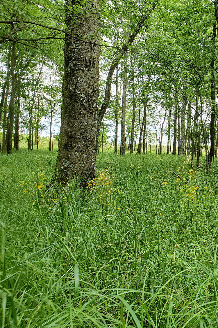 Konecny Grove Natural Area