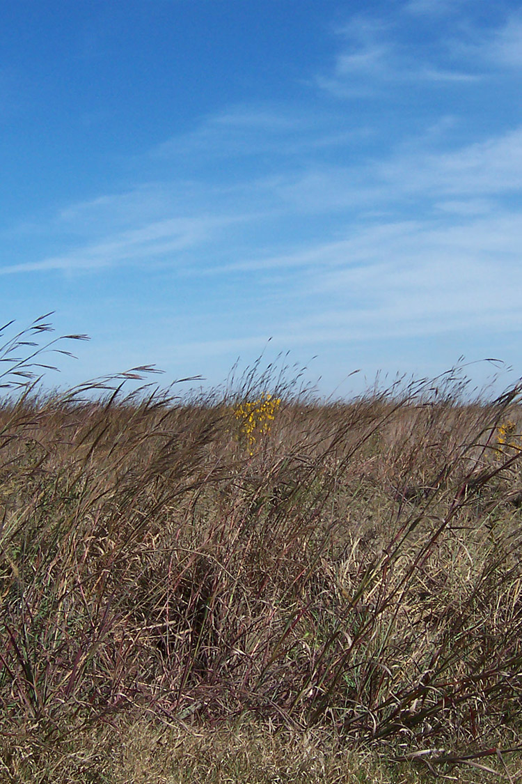 Konecny Prairie Natural Area