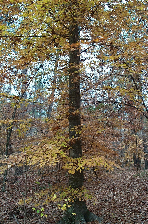 Logoly Natural Area