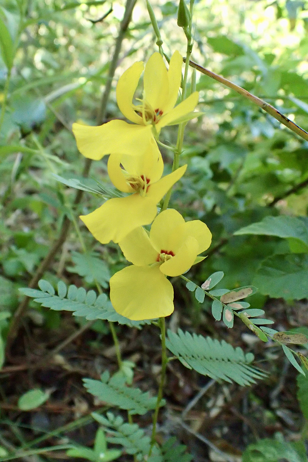 Miller County Sandhills Natural Area