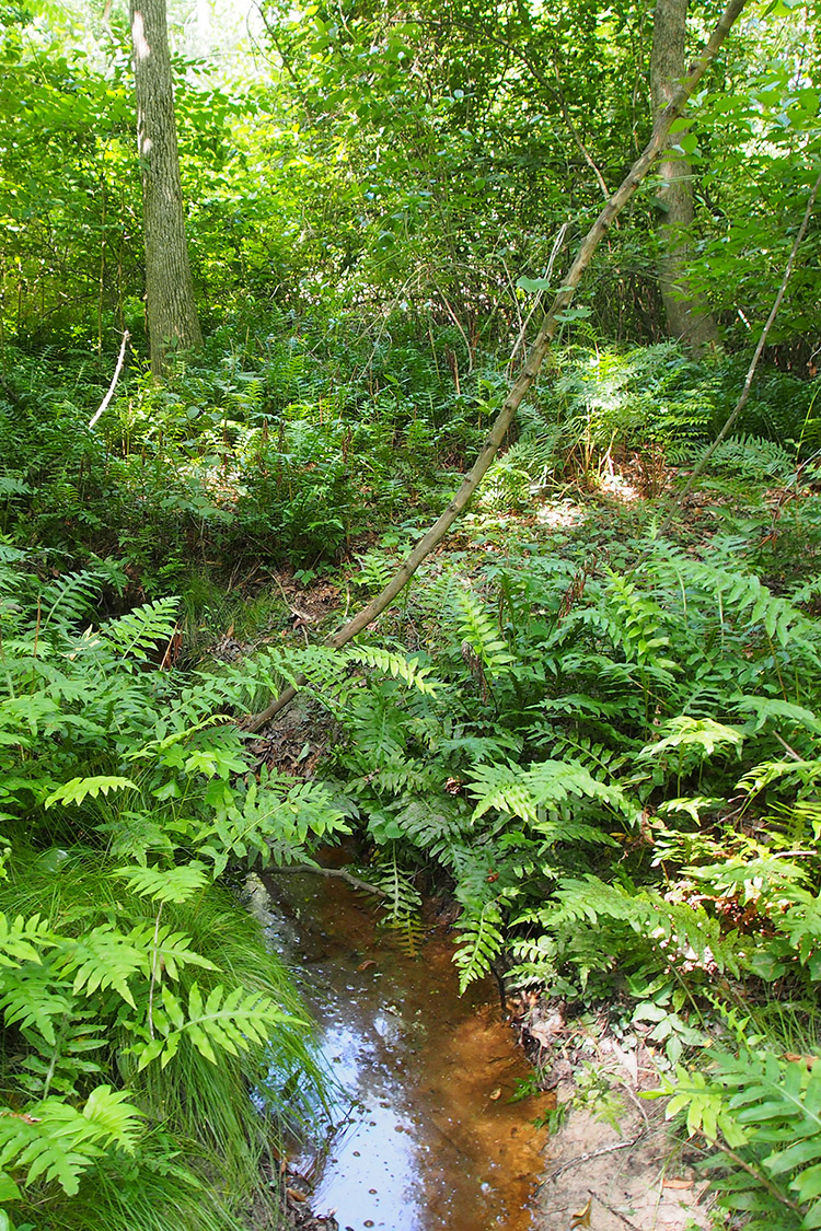 Mills Park Natural Area