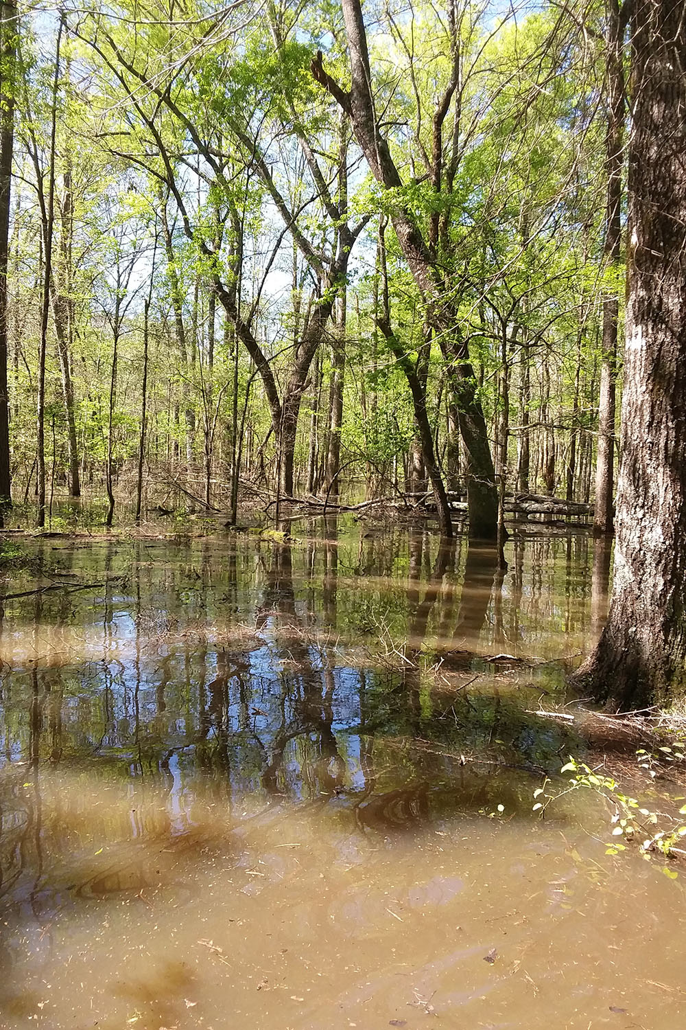 Moro Creek Bottoms Natural Area