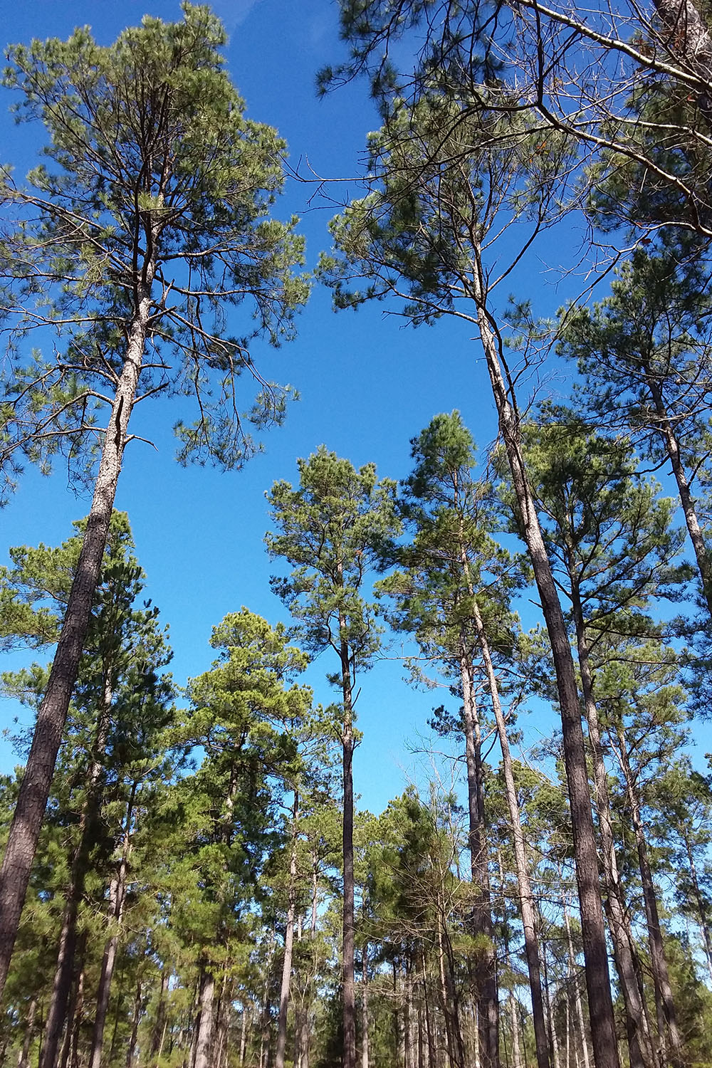 Moro Big Pine Natural Area-Wildlife Management Area