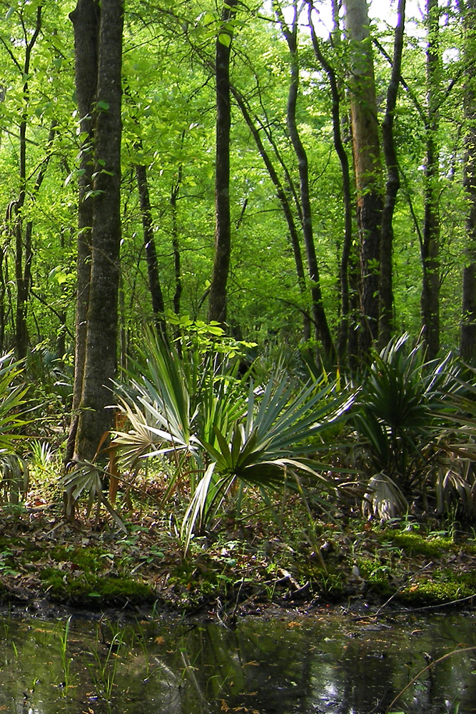 Palmetto Flats Natural Area